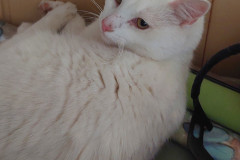 Кузя-котик. Добрый белый кот с характером.