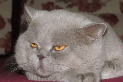 52