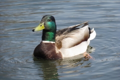79
